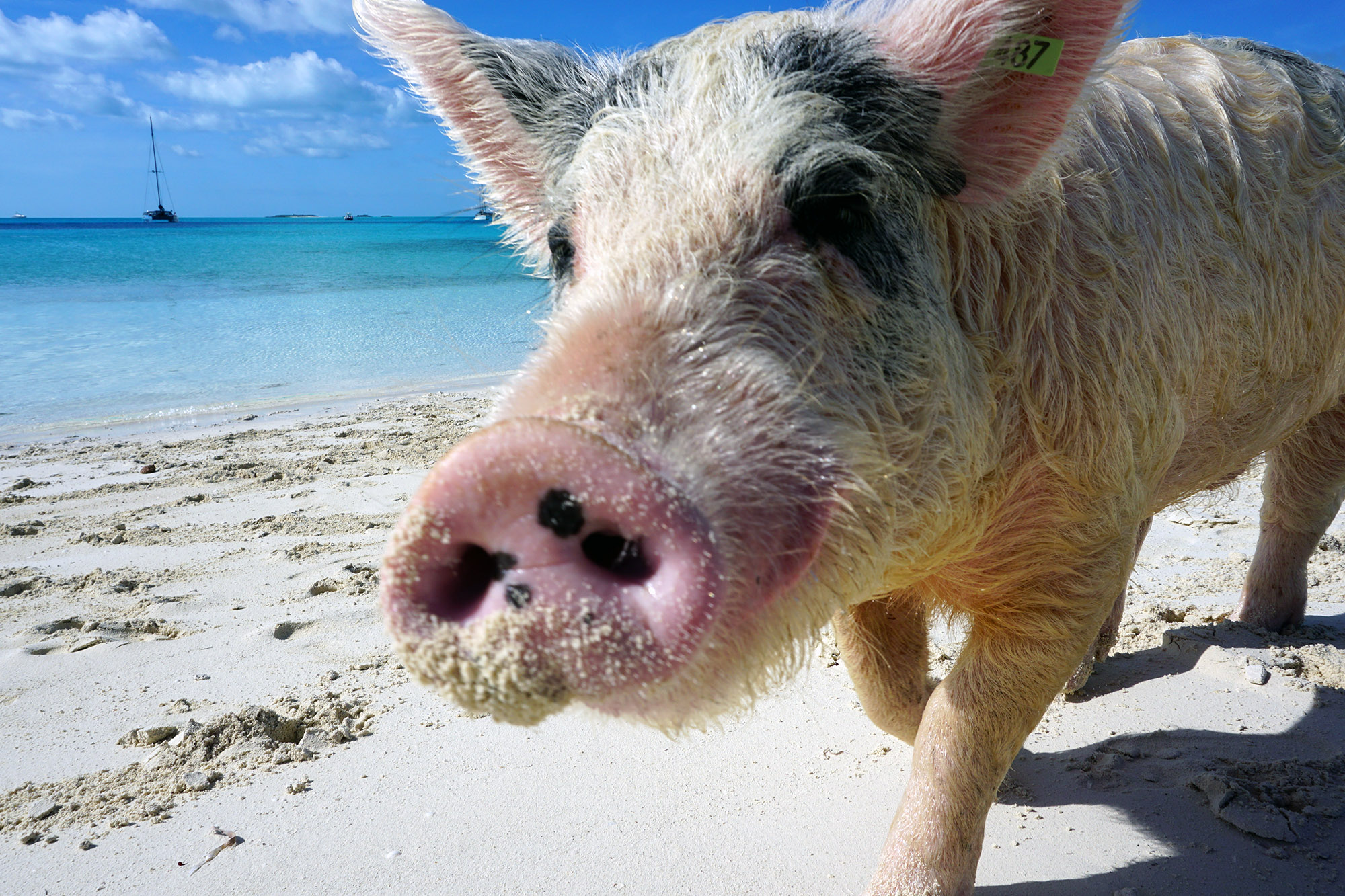 Staniels Cay – 1 little Piggy, two little Piggies … Wir sind am Pigs Beach